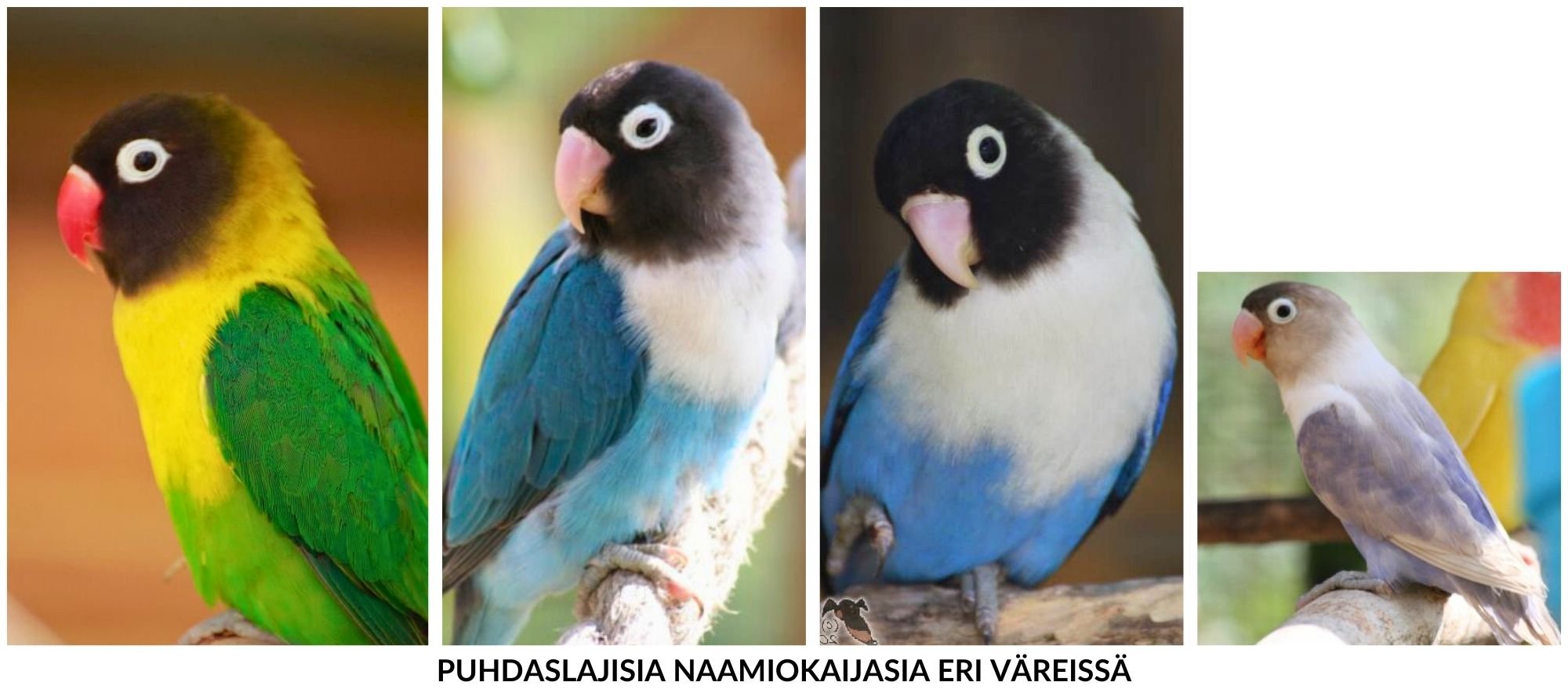 “Naamiokaijanen