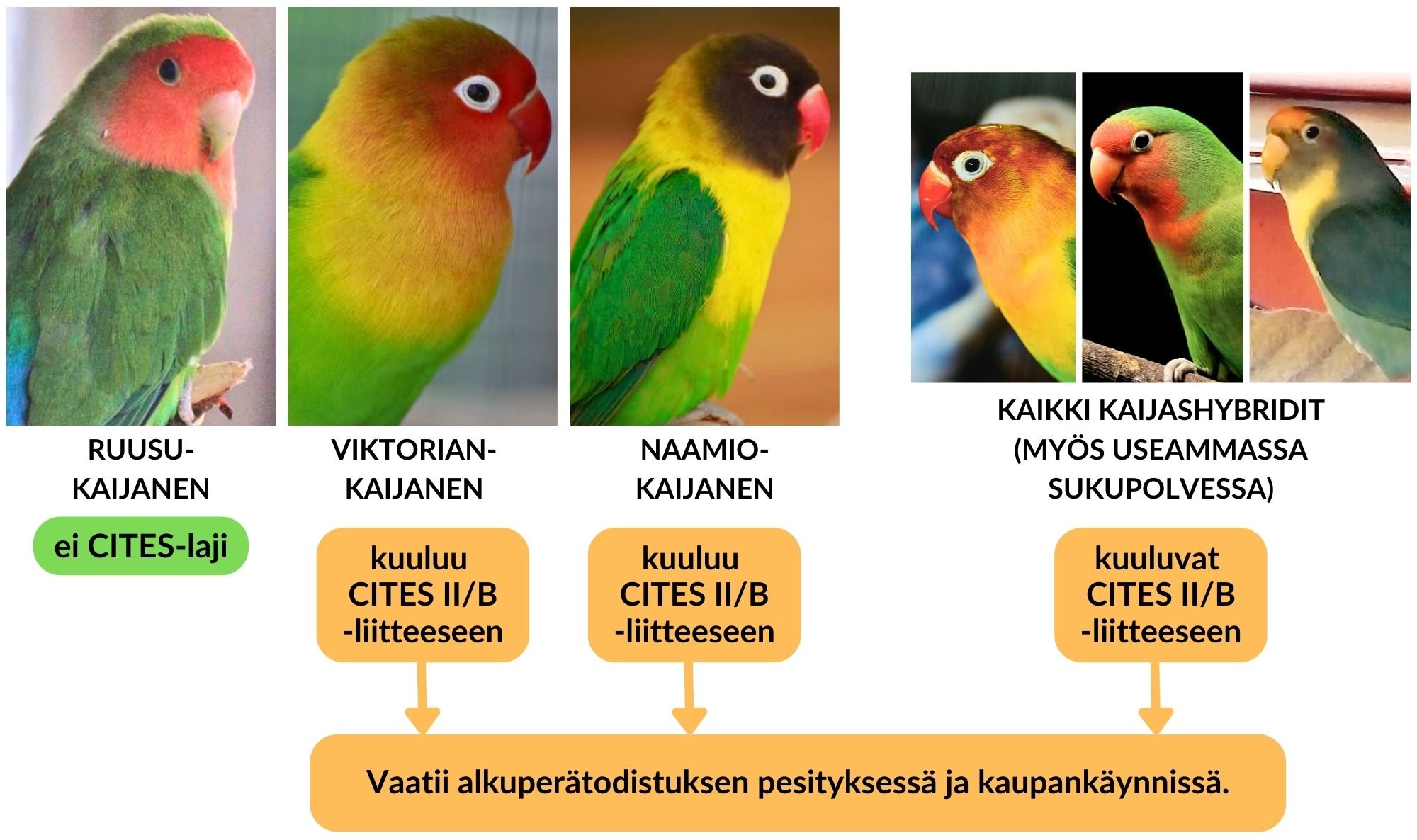 “Kaijasten
