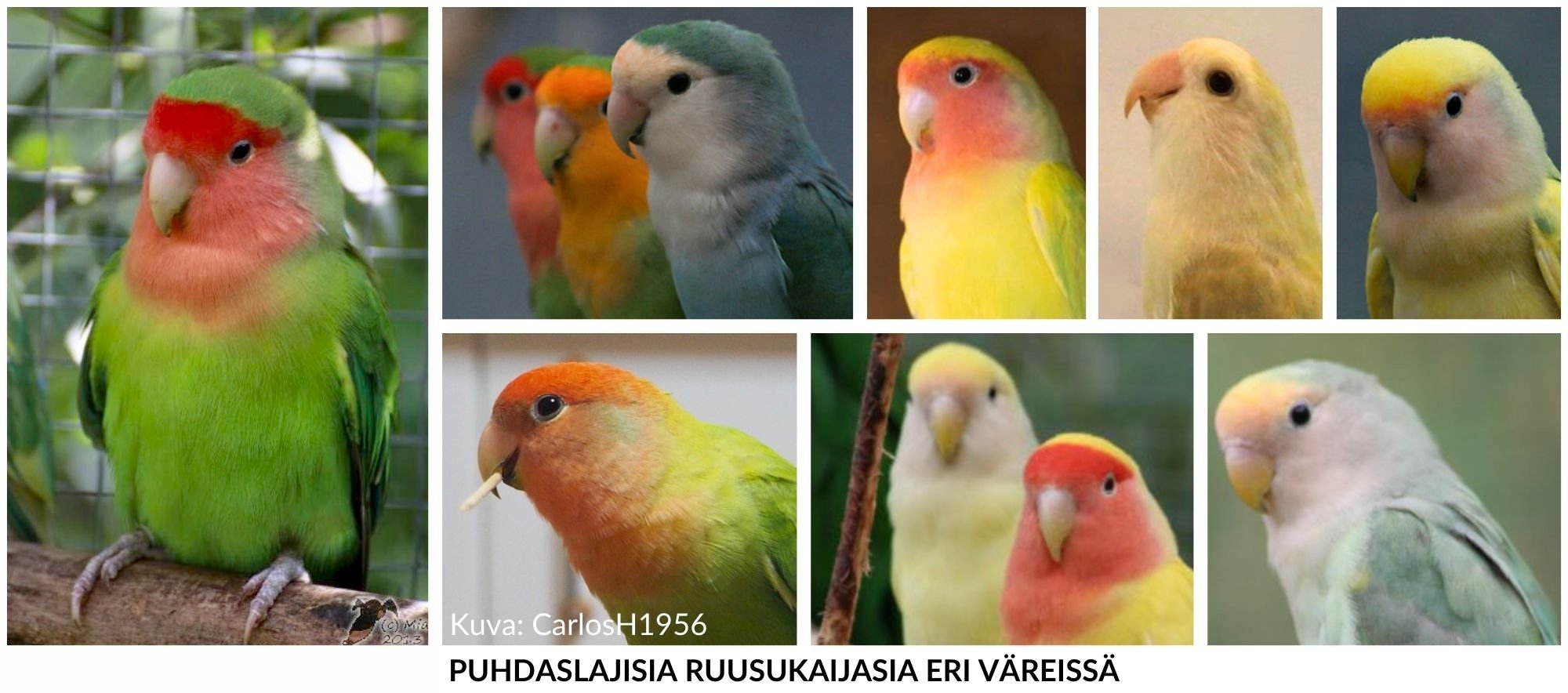 “Ruusukaijanen