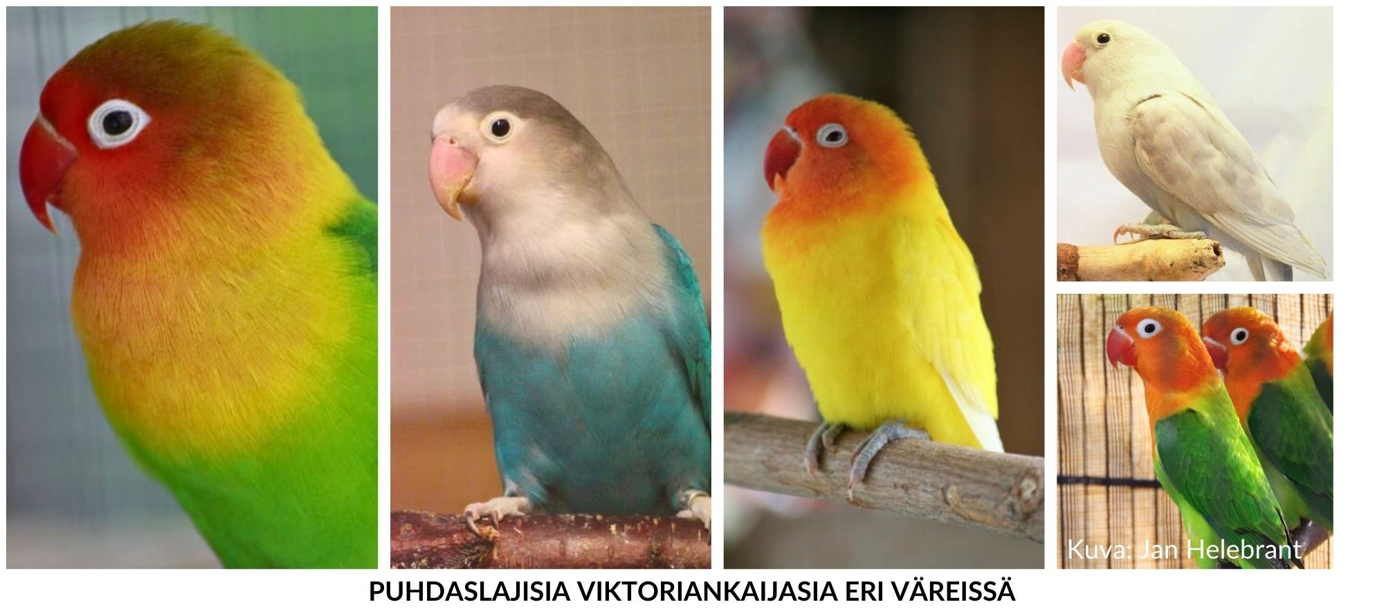 “Viktoriankaijanen