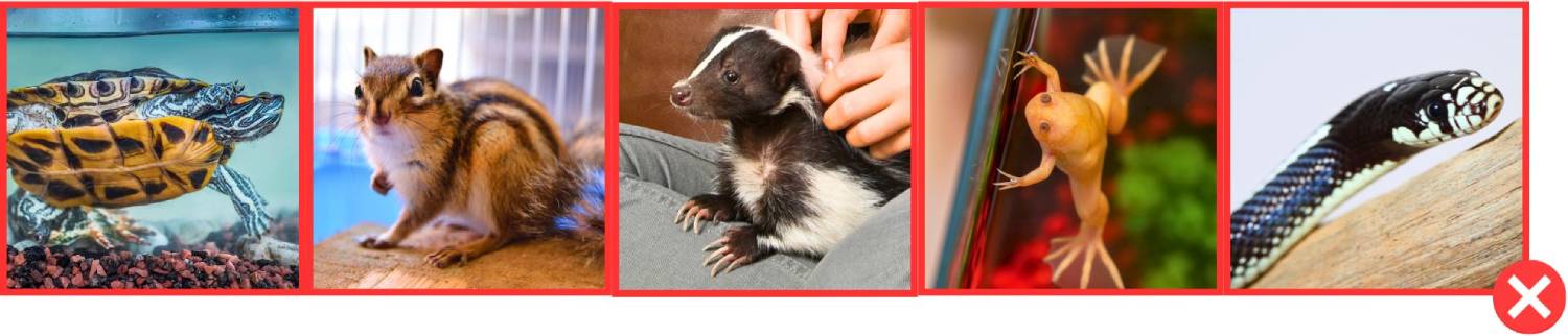 “punakorvakilpikonna,