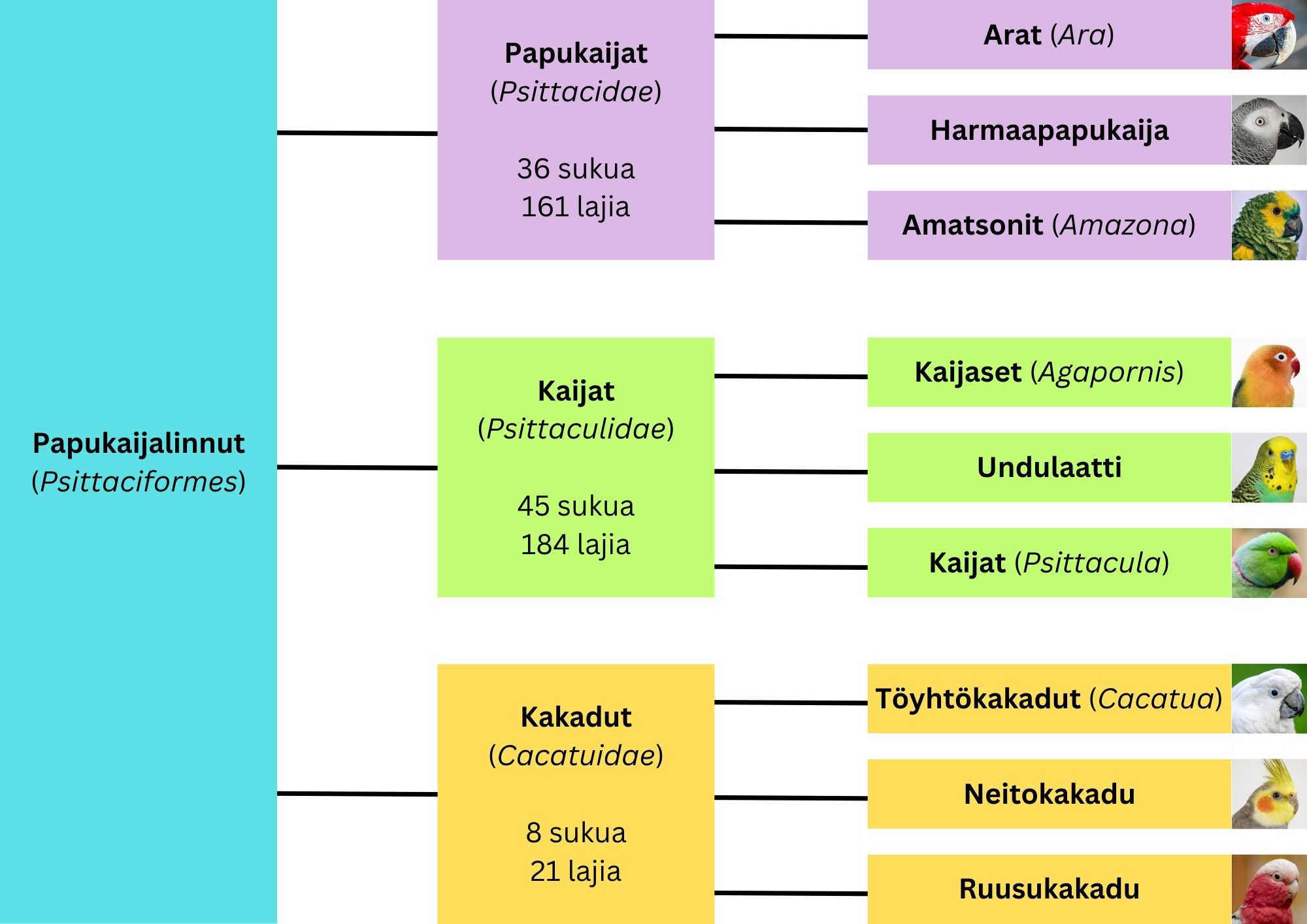 “Papukaijalintujen